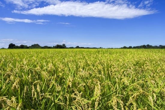 2025 Crop | the rice factory Honolulu online store